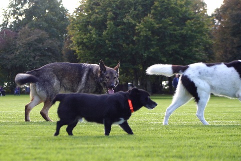 Hundewiese Eickhorst